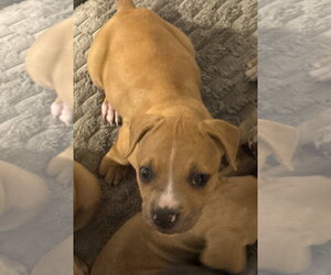 American Pit Bull Terrier-Unknown Mix Dogs for adoption in Sanford, FL, USA