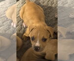 Small American Pit Bull Terrier Mix