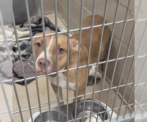 Mutt Dogs for adoption in Decatur, IL, USA