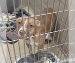 KETCHUP - Male Mutt Dog for Adoption - Small photo