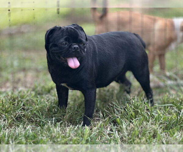 Medium Photo #5 Pug Puppy For Sale in Pacolet, SC, USA