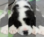 Small Photo #17 Cane Corso-Saint Bernard Mix Puppy For Sale in WORCESTER, MA, USA