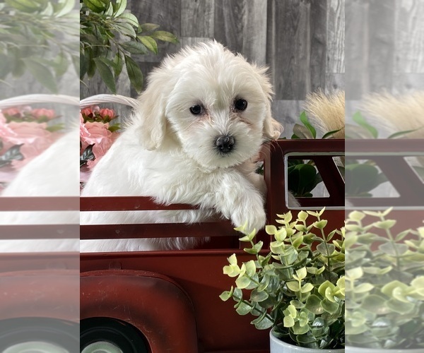 Medium Photo #5 Biton Puppy For Sale in CANOGA, NY, USA