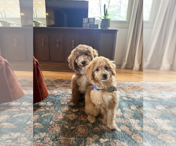 Medium Photo #1 Goldendoodle (Miniature) Puppy For Sale in AIKEN, SC, USA