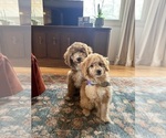 Small Goldendoodle (Miniature)