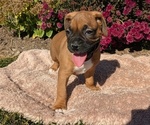 Puppy Gabriel Boxer