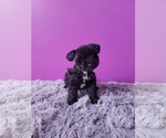 Small Photo #1 Schnauzer (Miniature) Puppy For Sale in ROGERS, AR, USA