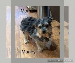 Mother of the Yorkshire Terrier puppies born on 03/07/2025