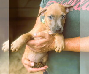 Swift - Female Mutt Dog for Adoption - Photo #4