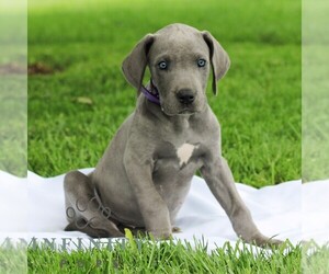 Great Dane Puppy for sale in LITITZ, PA, USA