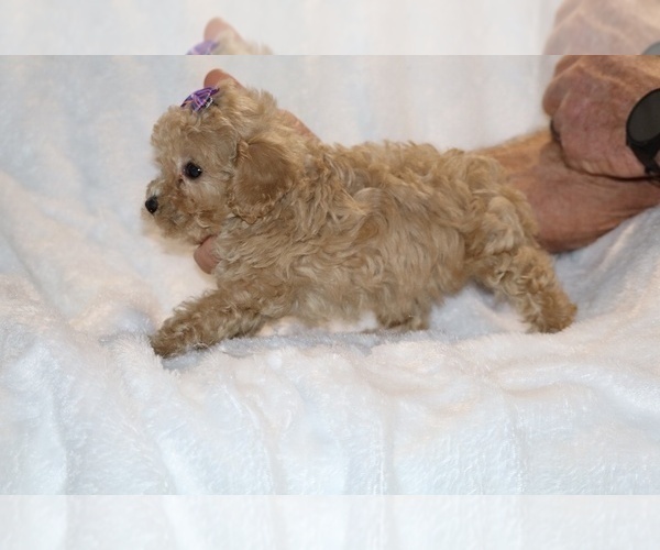 Medium Photo #19 Poodle (Toy) Puppy For Sale in DYERSBURG, TN, USA