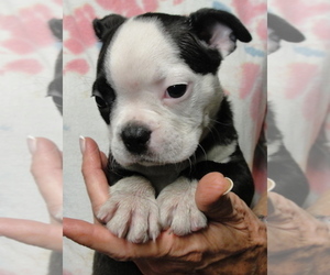 Boston Terrier Puppy for sale in CRKD RVR RNCH, OR, USA