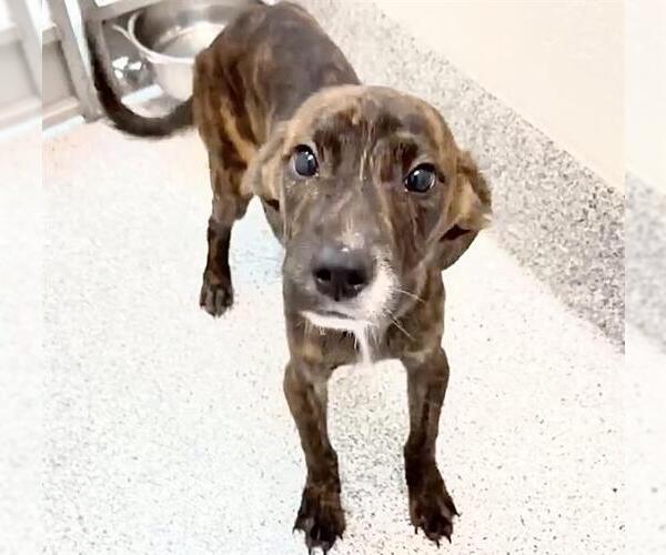 Medium Photo #2 Plott Hound-Unknown Mix Puppy For Sale in Houston, TX, USA