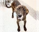Small #1 Plott Hound Mix