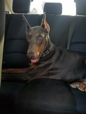 Father of the Doberman Pinscher puppies born on 02/09/2019