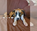 Small Photo #1 Mutt Puppy For Sale in GILMER, TX, USA