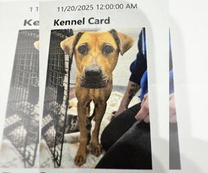 Rosemary  *FH* - Female Mutt Dog for Adoption - Photo #3