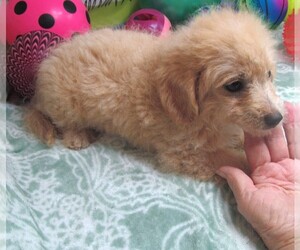 Maltipoo Puppy for sale in RATTAN, OK, USA