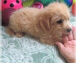 Image preview for Ad Listing. Nickname: Sebastian