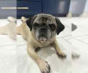 Pug Dogs for adoption in Lakewood, CO, USA