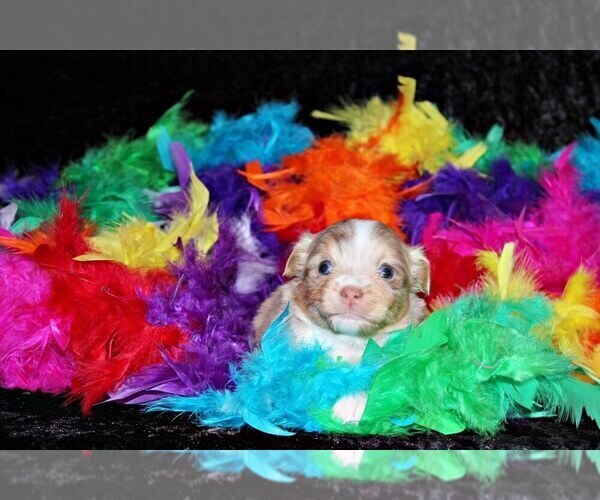 Medium Photo #24 Chihuahua Puppy For Sale in CHARLESTON, AR, USA