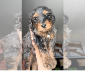 Bernedoodle mix (+ Poodle Standard) Litter for sale in WAYLAND, MI, USA