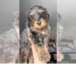 Image preview for Ad Listing. Nickname: Litter of 9