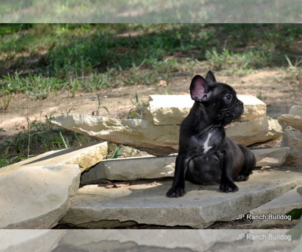 Medium Photo #4 French Bulldog Puppy For Sale in ROYSE CITY, TX, USA