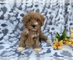 Small #8 Cavapoo (Miniature)