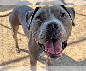 Mutt Dogs for adoption in Ojai, CA, USA