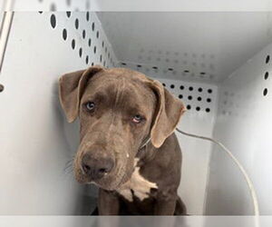 Mutt Dogs for adoption in Bakersfield, CA, USA