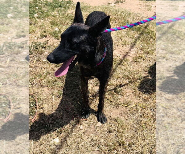 Medium Photo #2 - Mix Puppy For Sale in Imlay City, MI, USA