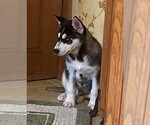 Small #3 Siberian Husky