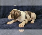 Small #18 Catahoula Leopard Dog