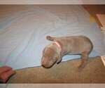 Puppy Sasha Weimaraner