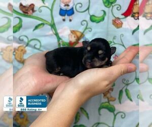 Schnauzer (Miniature) Dog for Adoption in WINNSBORO, Louisiana USA