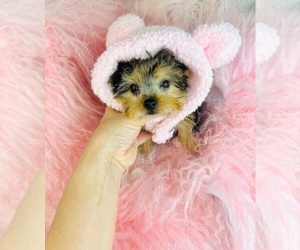 Medium Photo #1 Yorkshire Terrier Puppy For Sale in PEMBROKE PINES, FL, USA