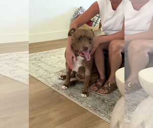 American Pit Bull Terrier Dogs for adoption in Chandler, AZ, USA