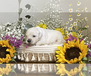 Golden Retriever Puppy for sale in CONROE, TX, USA