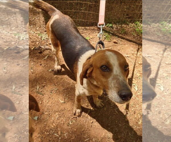 Medium Photo #8 American Foxhound-Unknown Mix Puppy For Sale in Rustburg, VA, USA