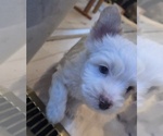 Small #8 Biewer Yorkie