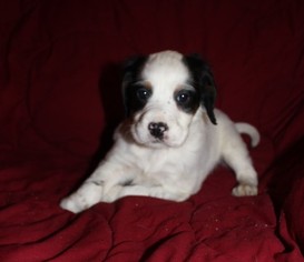 English Setter Puppy for sale in OWATONNA, MN, USA
