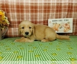 Small #5 Golden Retriever