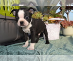 Puppy Otto Boston Terrier