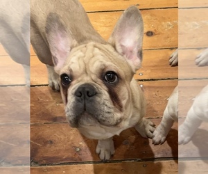 French Bulldog Puppy for sale in NEW BEDFORD, MA, USA