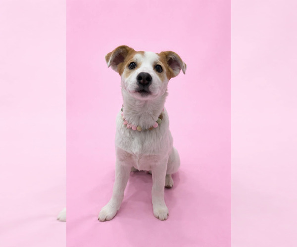 Medium Photo #8 Mutt Puppy For Sale in Sandy, UT, USA