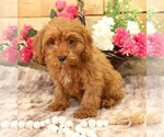 Small #11 Cavapoo