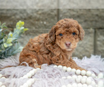 Small Photo #15 Poodle (Miniature) Puppy For Sale in WOLCOTTVILLE, IN, USA