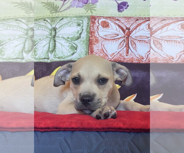 Medium Photo #2 Mutt Puppy For Sale in Rockaway, NJ, USA