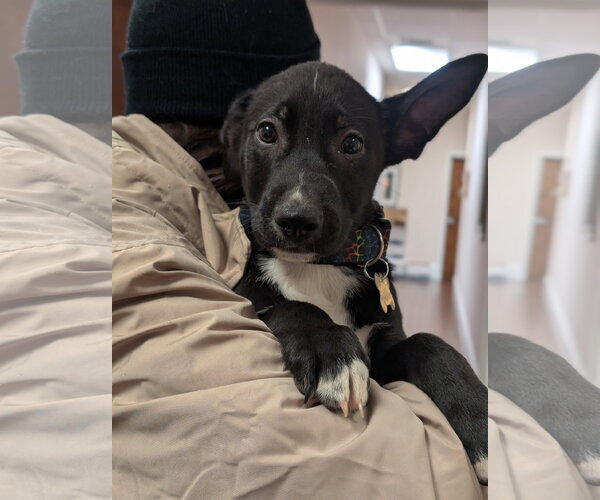 Medium Photo #8 Mutt Puppy For Sale in Holly Springs, NC, USA